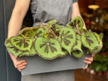 Begonia iron cross: la curiosa planta que sorprende con sus hojas bicolor