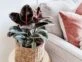 Los ficus más trendy para decorar tu casa