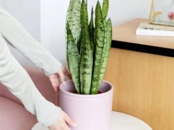 Feng Shui: cómo usar la sansevieria para atraer la buena suerte