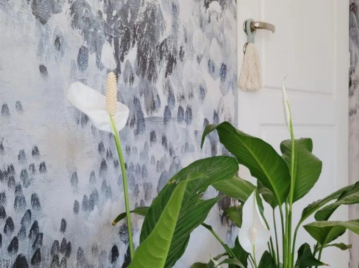 Espatifilo: la planta anti humedad más elegante para decorar (y cuidar) tu casa