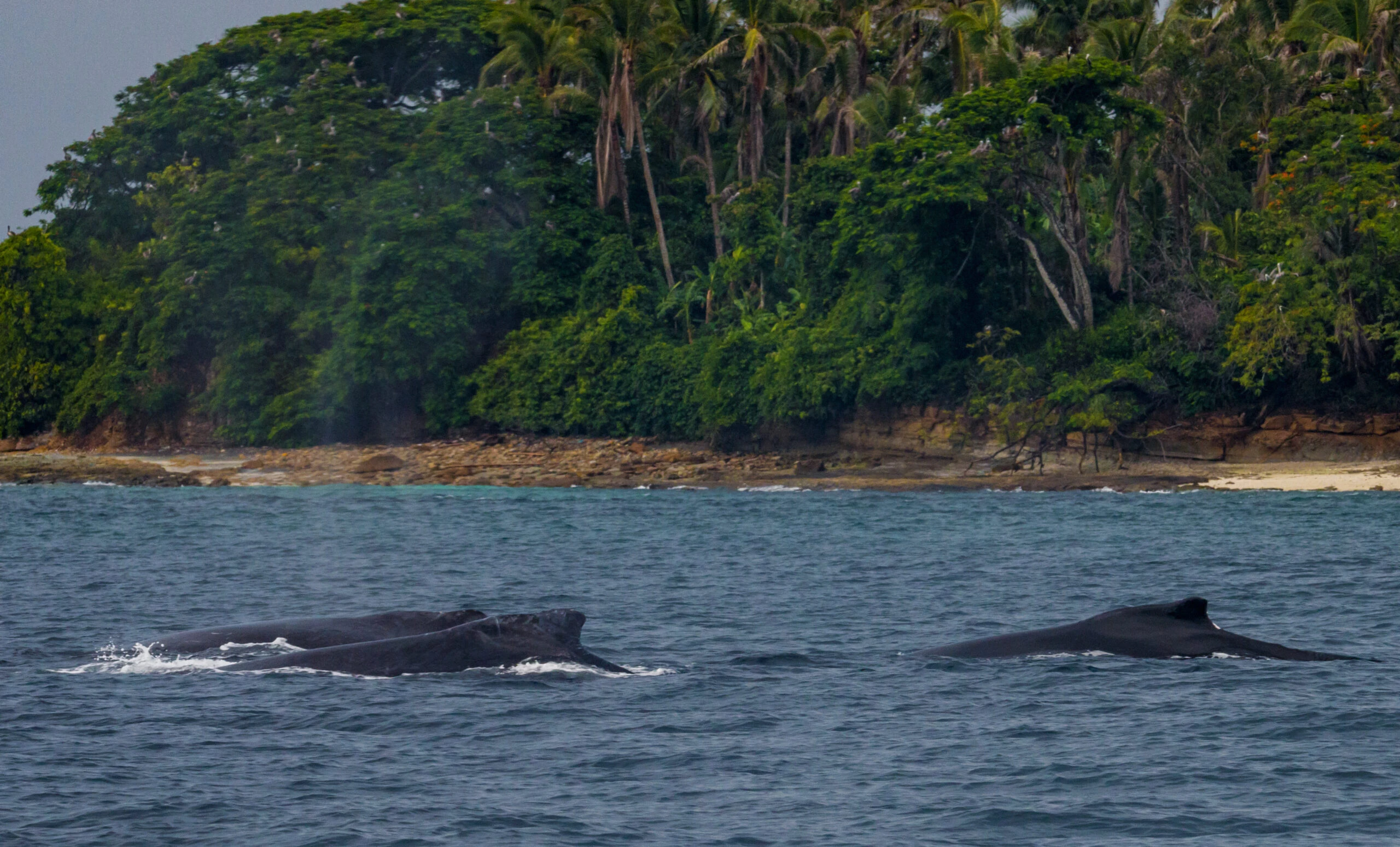 Avistamiento de ballenas