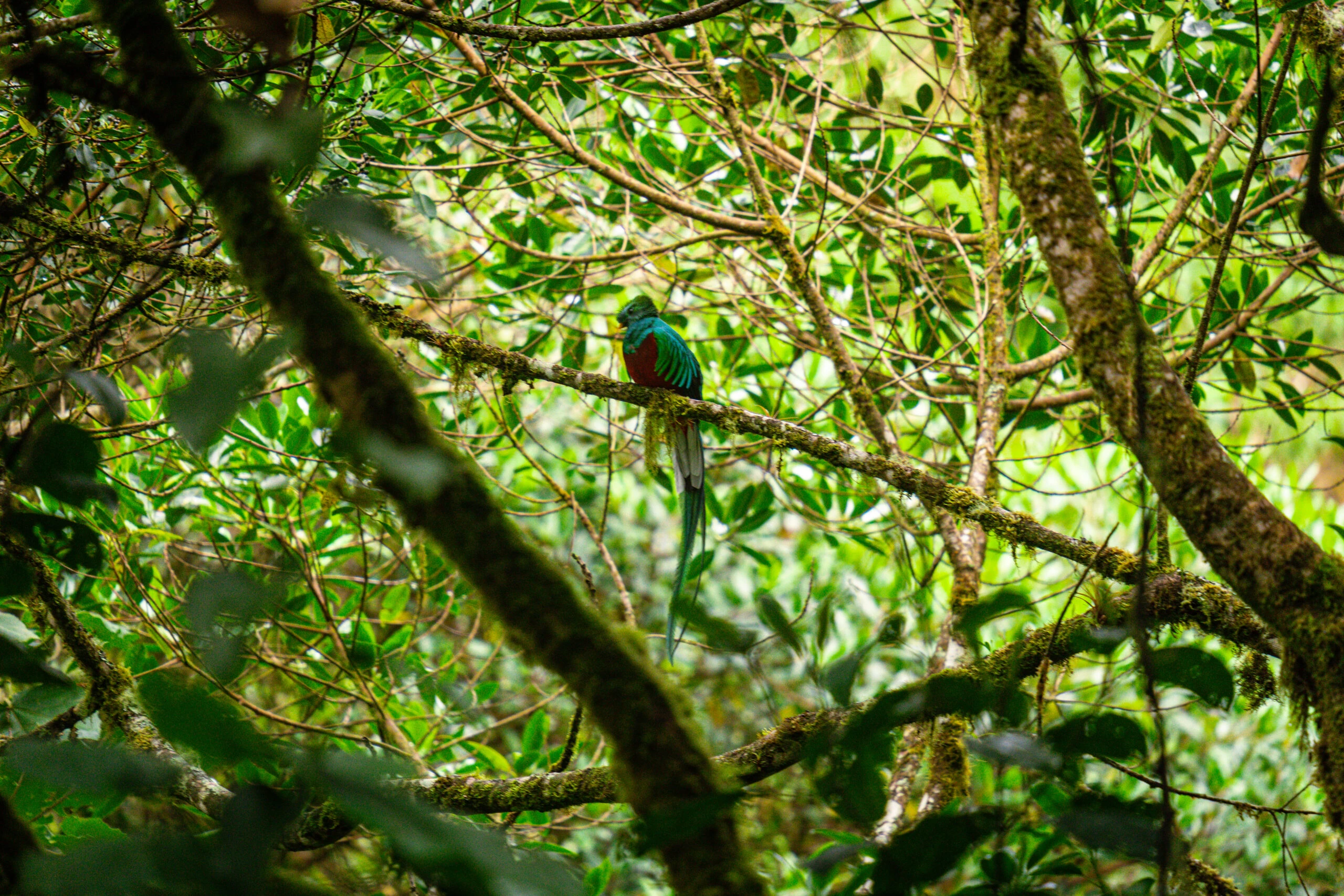 La Amistad International Park, Cerro Punta, Chiriquí Province.