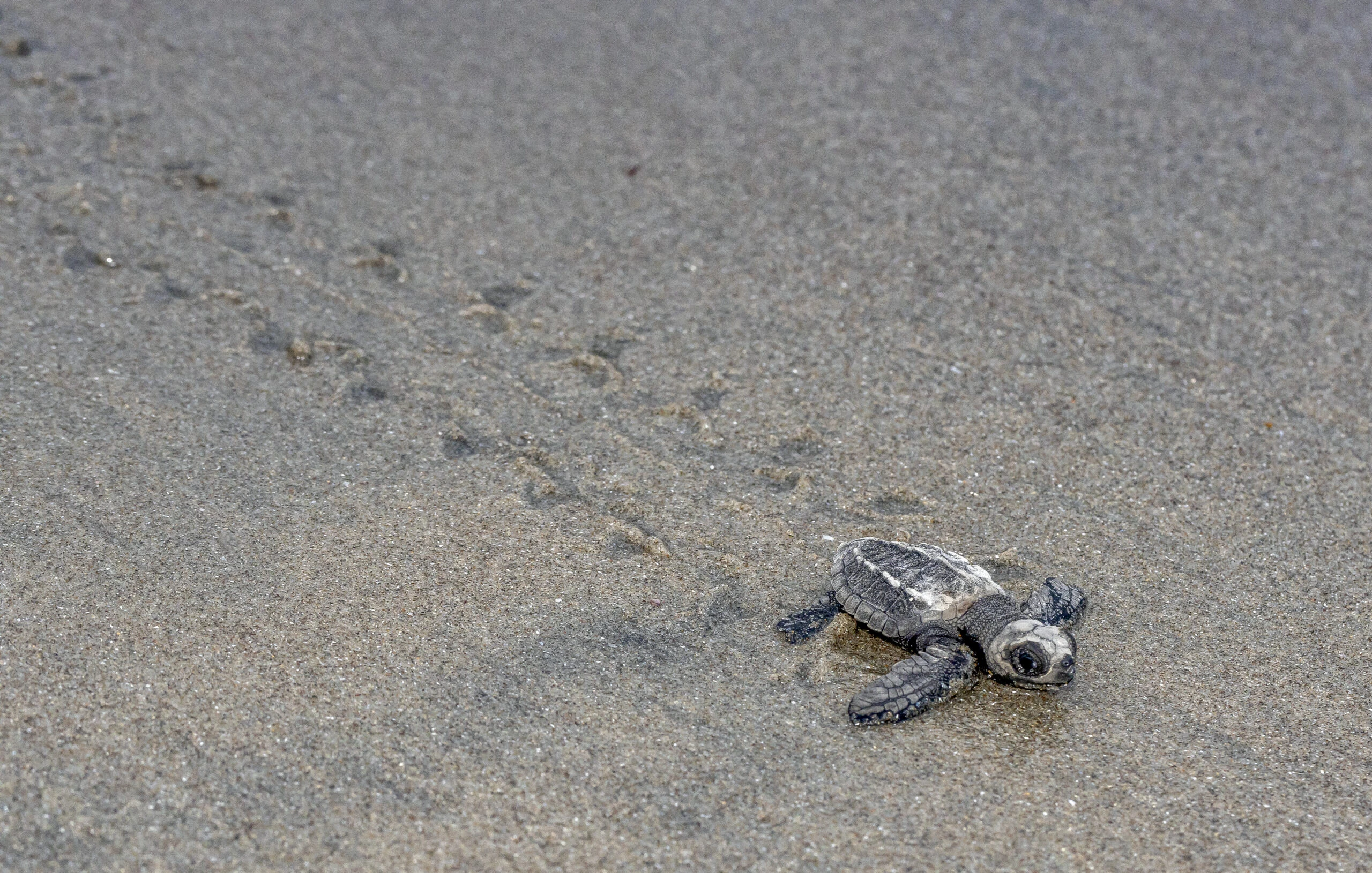 Tortugas en Panamá