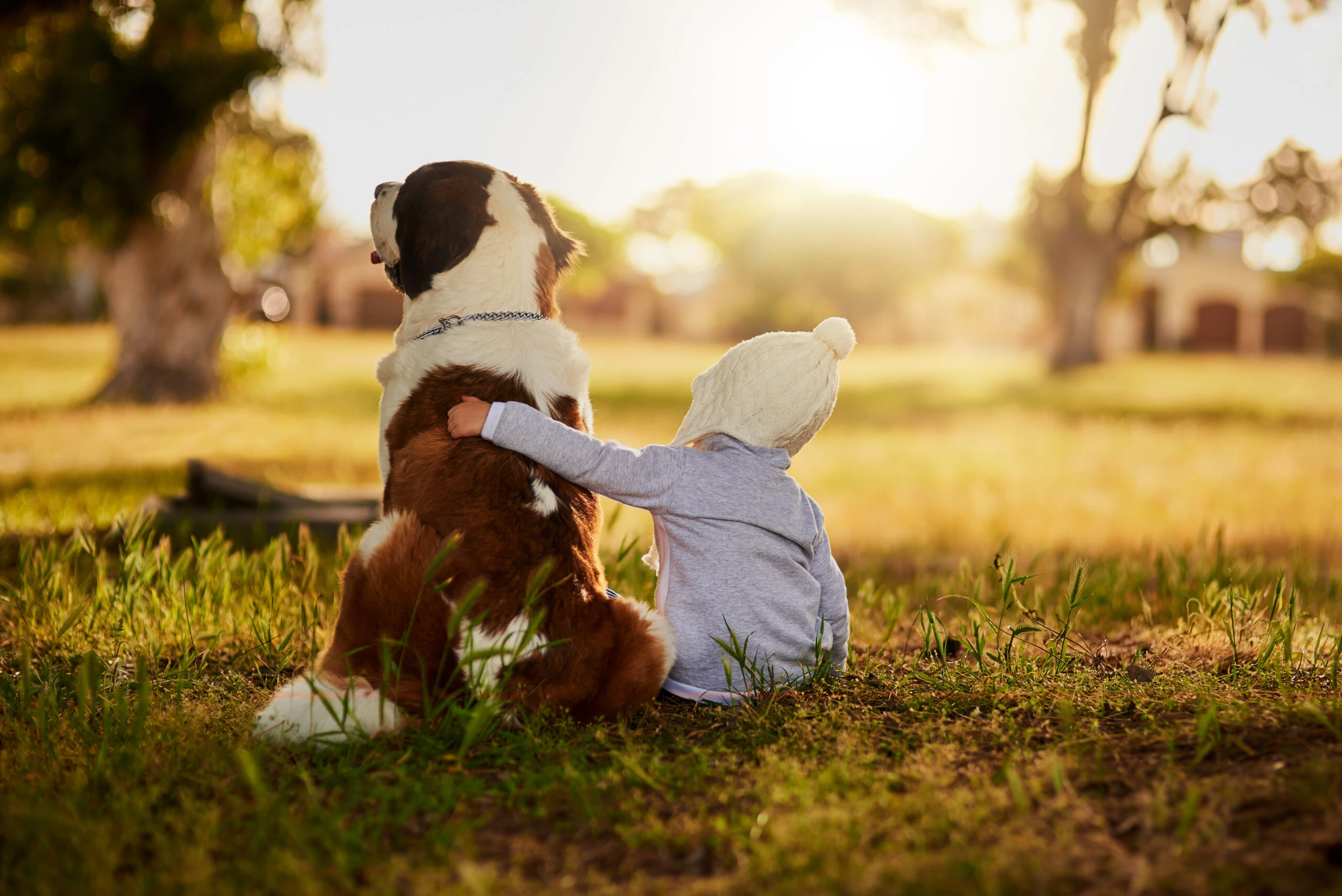 Castración canina