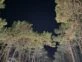 Bosque de pinos en la noche