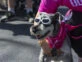 dogrun cuidado de mascotas 