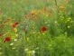 Manual de Jardinería: las mejores plantas nativas para armar una pradera