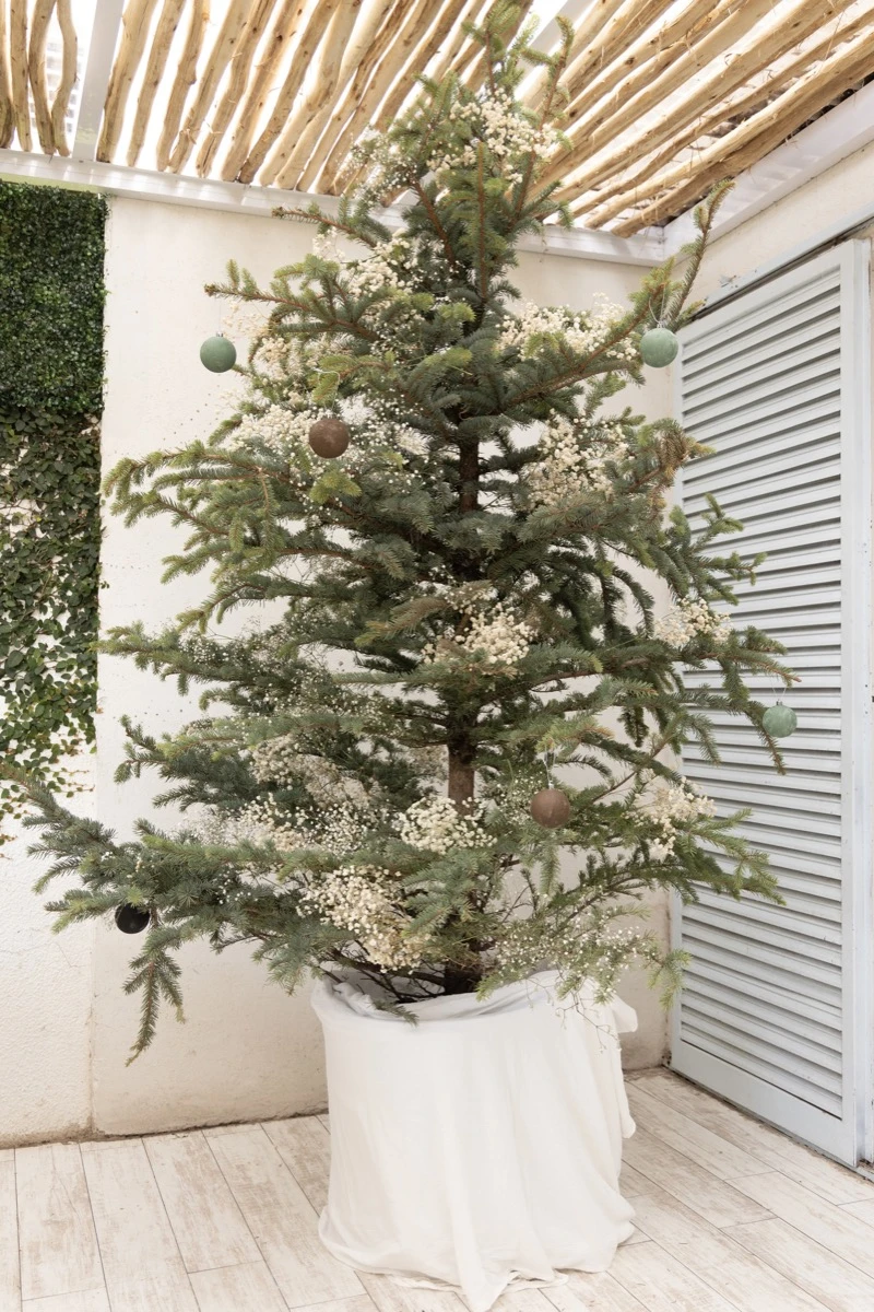 El árbol de Navidad es un abeto natural. 