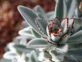 Kalanchoe tomentosa: así es la planta de interior que todos quieren tener