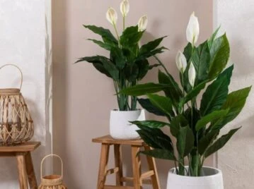 Spathyfillium: la planta tendencia para decorar tu casa